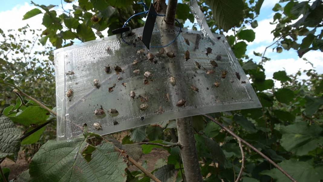 Samsun, Ordu, Sinop, Trabzon istila altında: Gördüğünüz yerde öldürün! Bu işin şakası yok, seferberlik ilan edilmeli! 11
